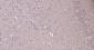 Calmodulin 1 Recombinant Rabbit mAb